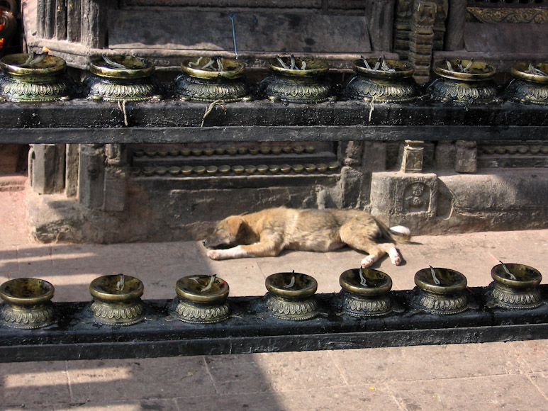Nepal :: Schlafender Hund am Hariti-Tempel in Swayambhunath, Kathmandu