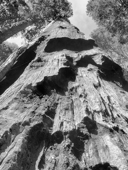 Amerikanische Landschaften :: Trails near Crescent Meadow, Sequoia National Park, California, USA